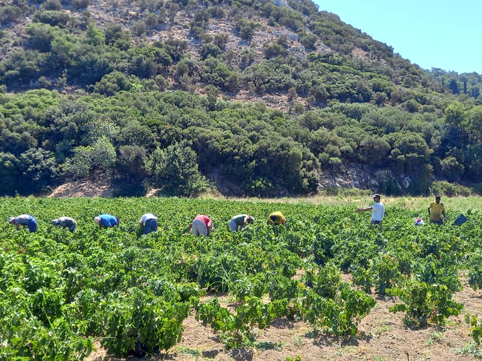 ΤΡΥΓΟΣ ΣΤΗ ΣΑΜΟ ΣΗΜΕΡΑ 3