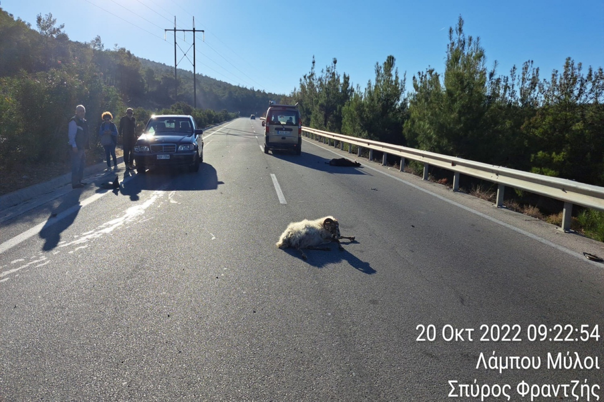 Λέσβος: Τροχαίο ατύχημα με κοπάδι προβάτων...