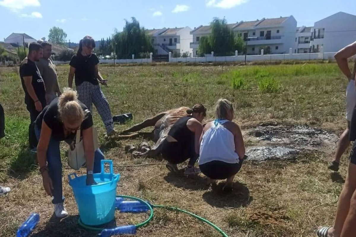 Κέρκυρα: Νεκρό ένα άλογο που το άφησαν χωρίς τροφή και νερό (εικόνες)