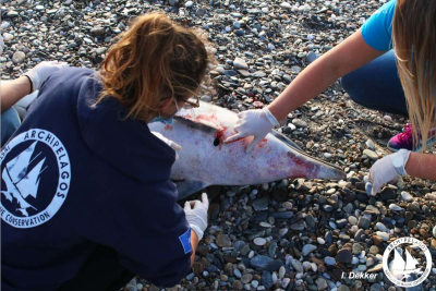 Σάμος: Νεκρό δελφίνι ξεβράστηκε στις ακτές του νησιού