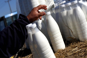 Λέσβος: Αποζημιώσεις για το γάλα λόγω του αφθώδους πυρετού