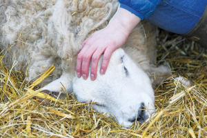 Λέσβος: “Συναγερμός” για αφθώδη πυρετό σε κτηνοτροφική μονάδα – Μέτρα περιορισμού από την Περιφέρεια