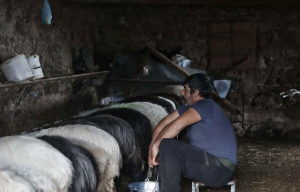 Σε απόλυτη οικονομική ασφυξία οι τυροκόμοι της Λέσβου λόγω της απαγόρευσης εξαγωγής των ώριμων προϊόντων