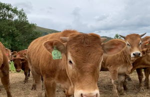 Λέσβος: Κραυγή αγωνίας των κτηνοτρόφων για τον αφθώδη πυρετό – Τέλος η πώληση κρέατος και γάλακτος – Κίνδυνος για την παραγωγή της χώρας