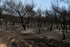 Μαλέλης: Δεν είναι όλα για σόου πάνω στα αποκαΐδια!