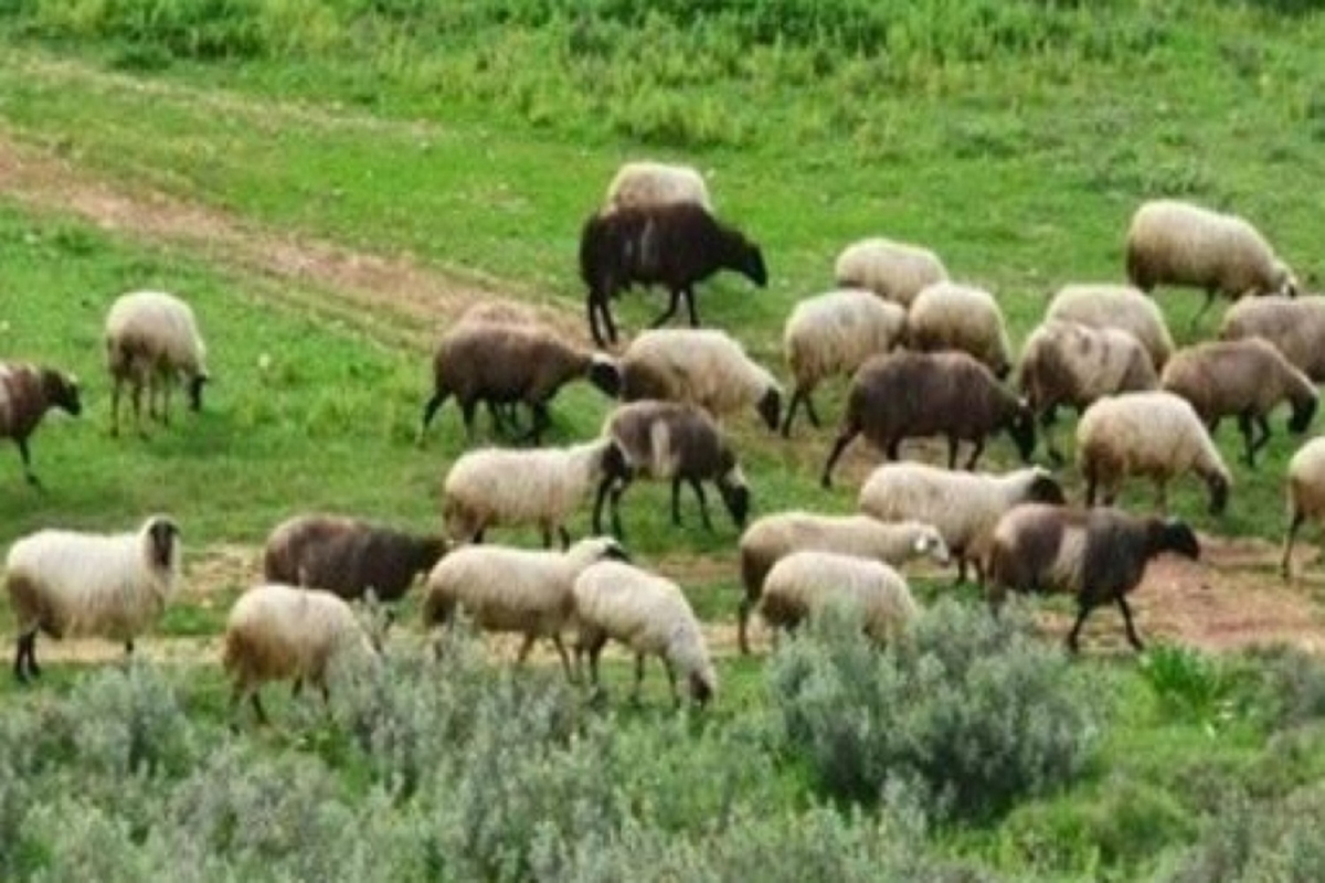 Αφθώδης πυρετός: 76 κρούσματα στη Λέσβο