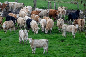 Επιβεβαιωμένο κρούσμα αφθώδους πυρετού σε βοοειδή στη Λέσβο