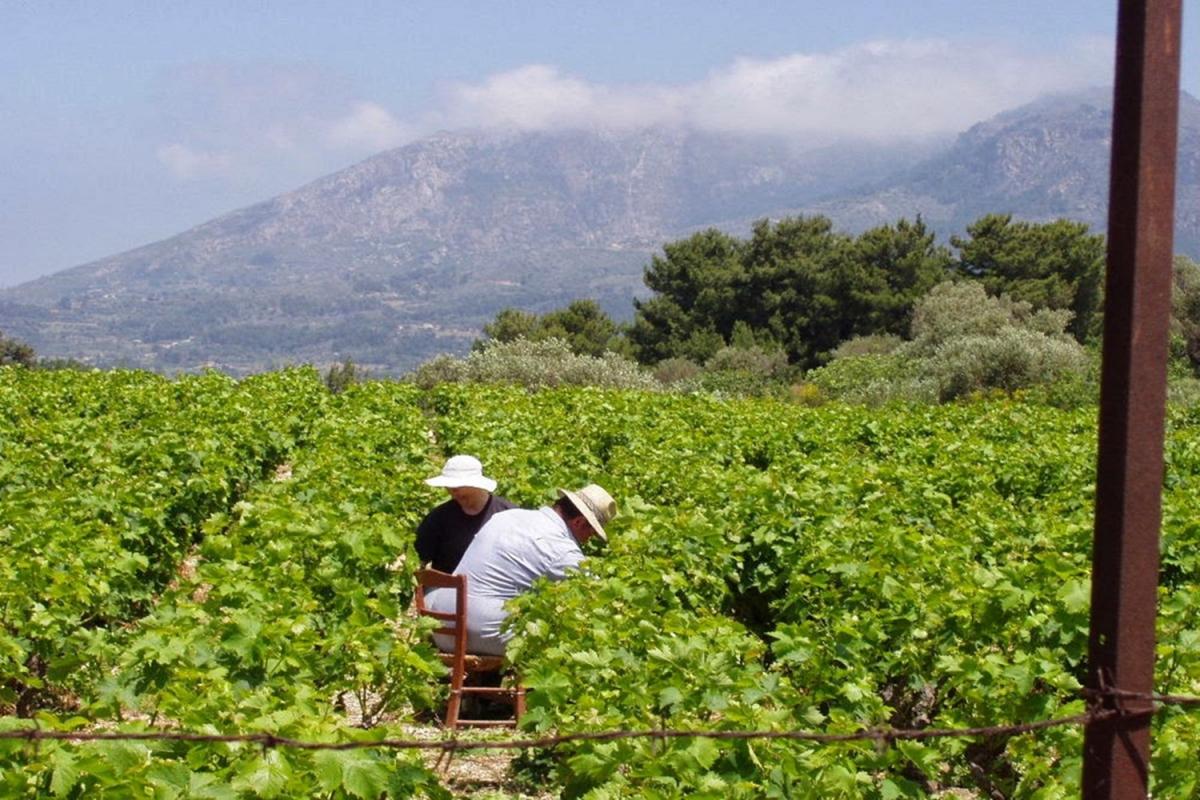 Αμπέλι: Εξαιρετική χρονιά για το μοσχάτο της Σάμου