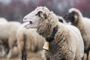 Πρωτοψάλτης: Οι θανατώσεις αιγοπροβάτων θα συνεχιστούν – Τέλη του μήνα ο επόμενος γύρος αποζημιώσεων
