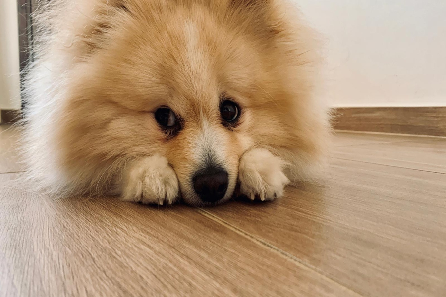 Σαφάρι Ελέγχων σε Μυτιλήνη, Τέλος στις Παραλείψεις για τα Ζώα Συντροφιάς