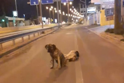 Συγκινεί σκύλος στην Κρήτη: Υπερασπίζεται τον τετράποδο φίλο του που σκοτώθηκε στην άσφαλτο (vid)