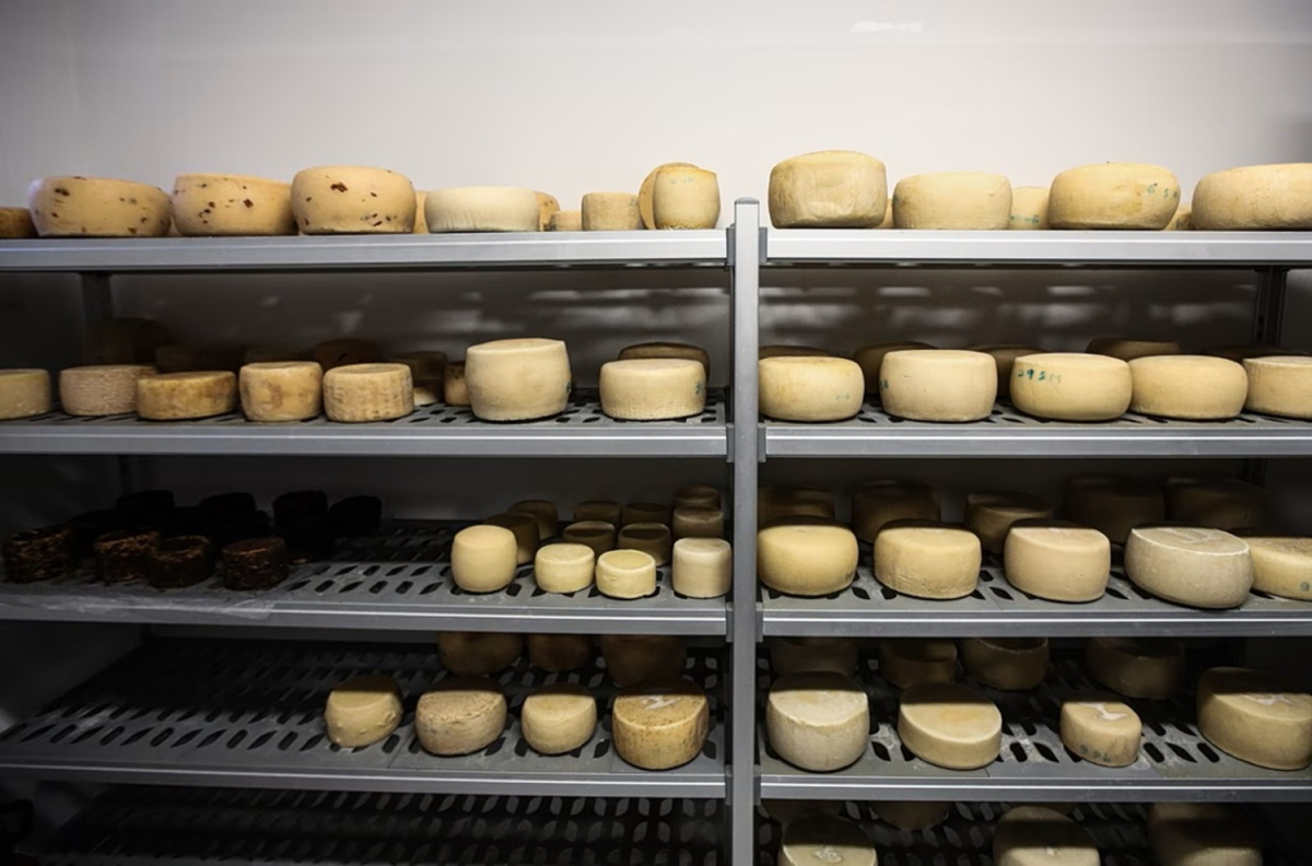 Λέσβος – Kραυγή αγωνίας από τους τυροκόμους: Ζητούν άμεση αναχώρηση των γαλακτοκομικών προϊόντων για να επαναλειτουργήσουν τα τυροκομεία