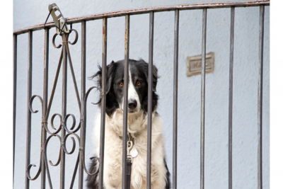 Χίος: Συνελήφθη για κακοποίηση σκύλου στο μπαλκόνι του