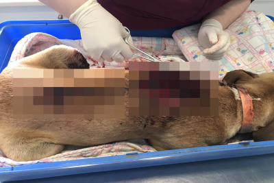 Πυροβόλησαν αδέσποτη σκυλίτσα στον Παπάδο (Σκληρές εικόνες)