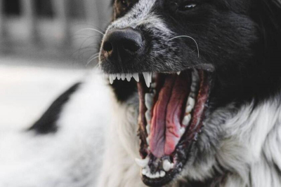 Λέσβος: Σκύλος επιτέθηκε και τραυμάτισε δικυκλιστή. Συνελήφθη ο ιδιοκτήτης