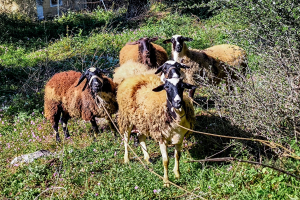 Λέσβος: Προς αποτέφρωση τα ζώα που θανατώνονται λόγω αφθώδους πυρετού