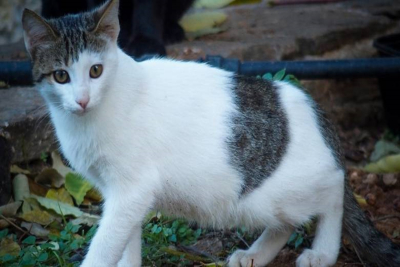 Λέσβος: Συνελήφθη αλλοδαπός που κλώτσησε αδέσποτη γάτα