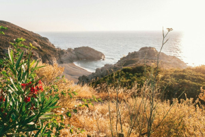 Το superfood που τρώνε στην Ικαρία και ζούνε 100 χρόνια