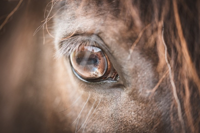Λέσβος: Πρόστιμο και σύλληψη σε Ιδιοκτήτη αλόγου στη Μήθυμνα