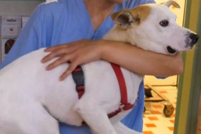 Λέσβος: Υιοθετήθηκε ο σκύλος που κακοποιήθηκε όσο ήταν κουτάβι – Δείτε βίντεο