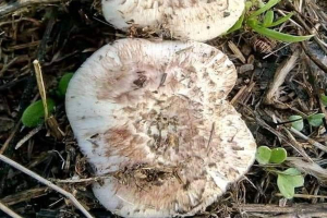 Τα άγρια μανιτάρια της Λέσβου!