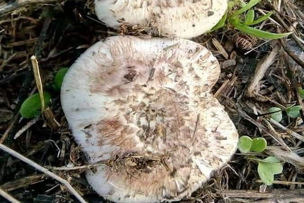 Τα άγρια μανιτάρια της Λέσβου!