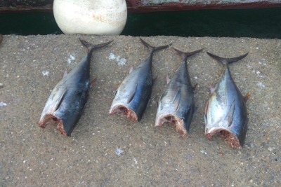 Χίος: Παράνομη ψαριά τεσσάρων κόκκινων τόνων