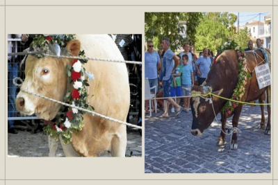 Βαρβαρότητες στο όνομα της ψυχαγωγίας στη Λέσβο