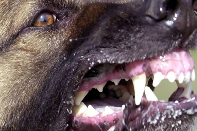Λέσβος: Συνελήφθη ιδιοκτήτης σκύλου που επιτέθηκε σε γυναίκα