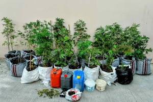 Λέσβος: Συνελήφθη 44χρονος για καλλιέργεια 27 δενδρυλλίων κάνναβη
