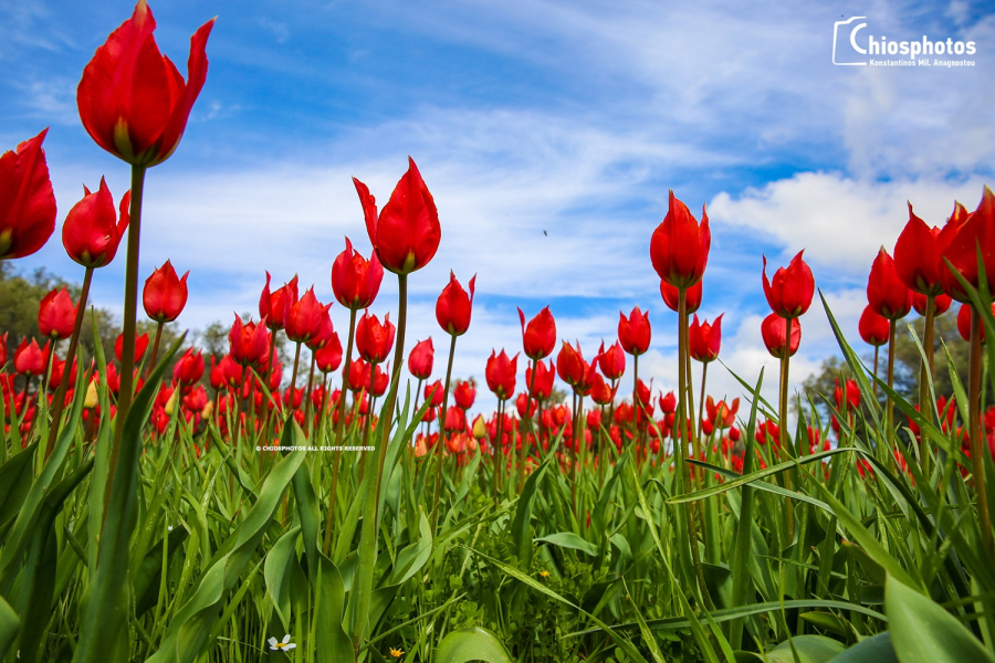 Λαλάδες - Τα 4 είδη της μοναδικής άγριας τουλίπας στη Χίο