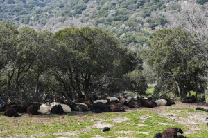 Τρία νέα επιβεβαιωμένα κρούσματα αφθώδους πυρετού στη Λέσβο