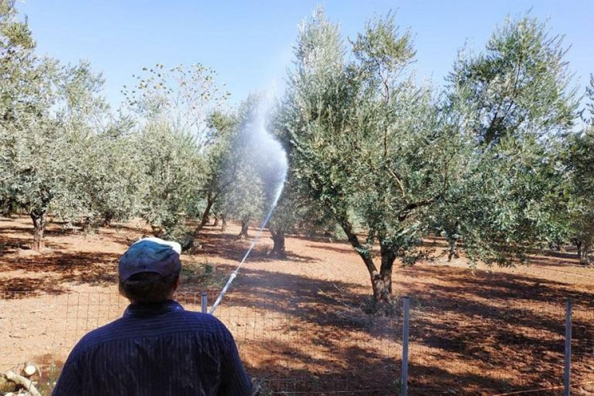 Να μην αναθέτει η Περιφέρεια σε ιδιώτες τη δακοκτονία