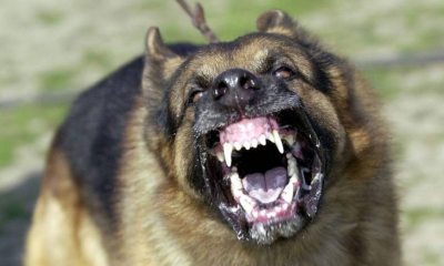 Λέσβος: Σκύλος επιτέθηκε και τραυμάτισε, συνελήφθη η ιδιοκτήτρια
