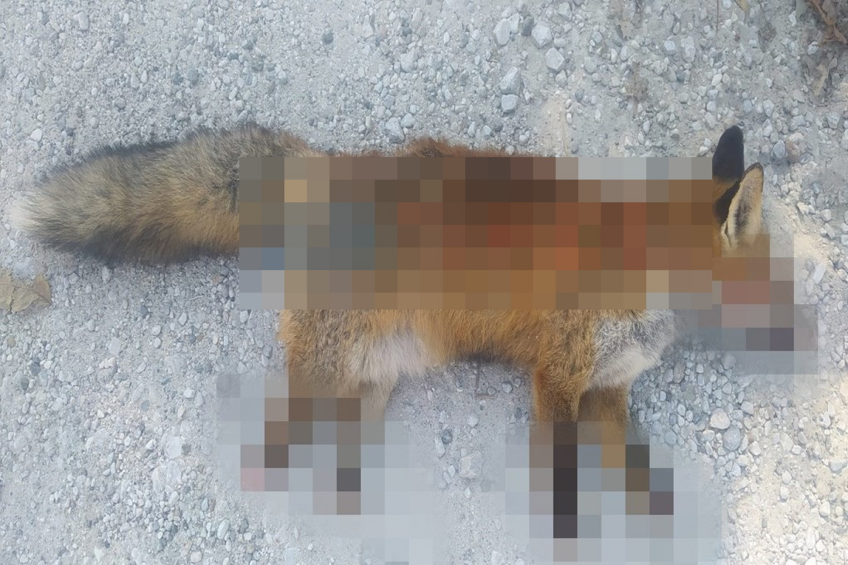 Βασάνισαν και ακρωτηρίασαν αλεπού – Πέθανε από αιμορραγία το ζώο (Προσοχή σκληρές εικόνες)