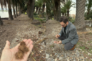 Καταγγελία για το φοινικοδάσος Παναγιούδας από τον δικηγόρο Νικόλαο Χωριατέλλη