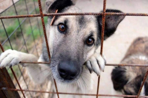 Συνελήφθησαν δύο άτομα στη Χίο, για παραβάσεις της νομοθεσίας για τα ζώα συντροφιάς