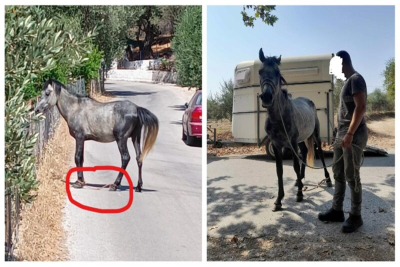 Λέσβος: Σε φιλοξενία βρίσκεται πλέον το αλογάκι που ζούσε μήνες στους δρόμους, με δεμένα τα πόδια και παρατημένο