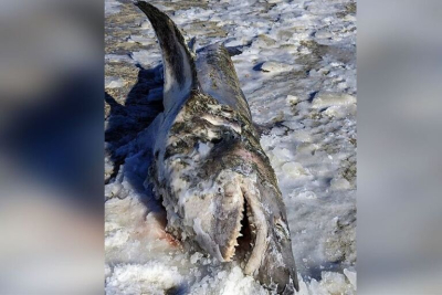 Καρχαρίας ξεβράστηκε παγωμένος σε παραλία της Μασαχουσέτης - Φωτογραφίες