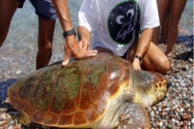 ΛΕΣΒΟΣ: Νεκρή χελώνα Καρέτα- Καρέτα