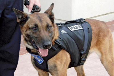 Λέσβος: Ο σκύλος «Kullo» μύρισε τα ναρκωτικά - Χασίς και σοκολάτα