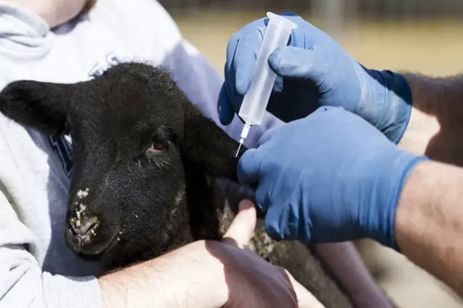 «Όχι στη θανάτωση», ψήφισμα – παρέμβαση για το μέλλον της κτηνοτροφίας στη Λέσβο