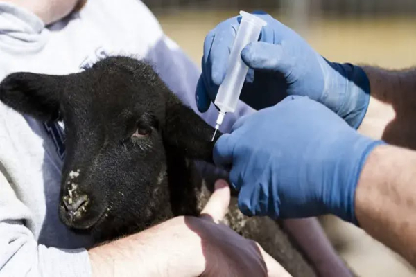 «Όχι στη θανάτωση», ψήφισμα – παρέμβαση για το μέλλον της κτηνοτροφίας στη Λέσβο