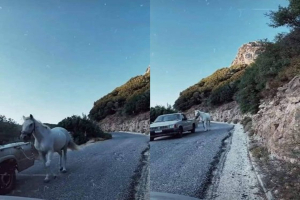 Απαράδεκτη εικόνα μεταφοράς αλόγου δεμένο σε καρότσα στην Ικαρία