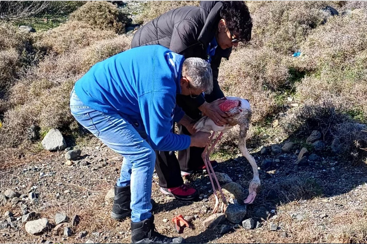 Πρόσκοποι έσωσαν φλαμίνγκο στους υγρότοπους της Λέσβου