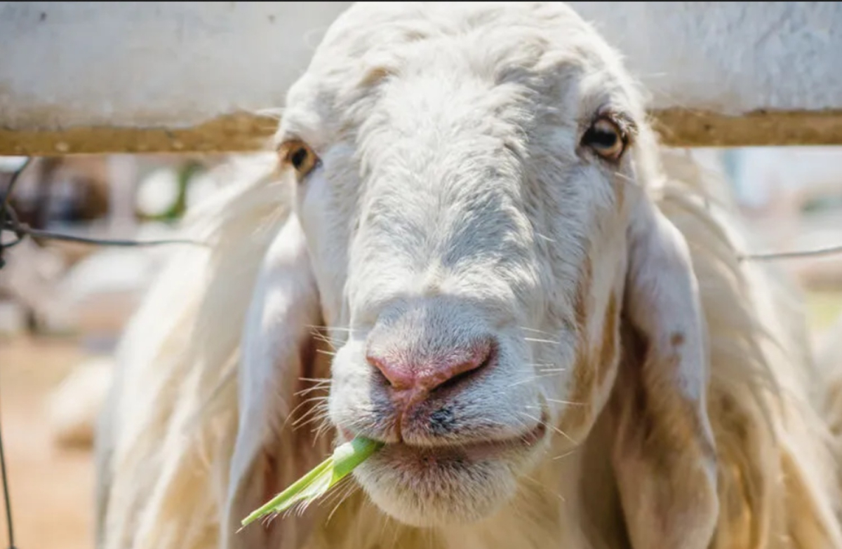 Στο 100% αποζημιώσεις για αφθώδη στη Λέσβο λέει το ΥπΑΑΤ, προσλαμβάνουν διοικητικούς και όχι κτηνίατρους για ζωονόσους