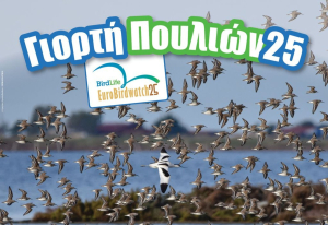 Δες φλαμίνγκο και σπάνια πουλιά στην Αλυκή Καλλονής