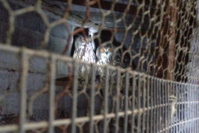 Χίος: Κρατούσε φυλακισμένα άγρια πτηνά στο σπίτι του