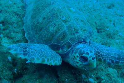 Νάξος: Αποτρόπαιη πράξη, έσφαξαν θαλάσσια χελώνα, την βρήκαν δύτες νεκρή στον βυθό - Βίντεο και φωτογραφίες