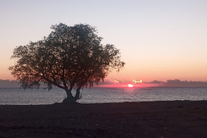 Χίος: Κάψανε τις ρίζες του δέντρου για να ψήσουν τα σουβλάκια τους (pics)